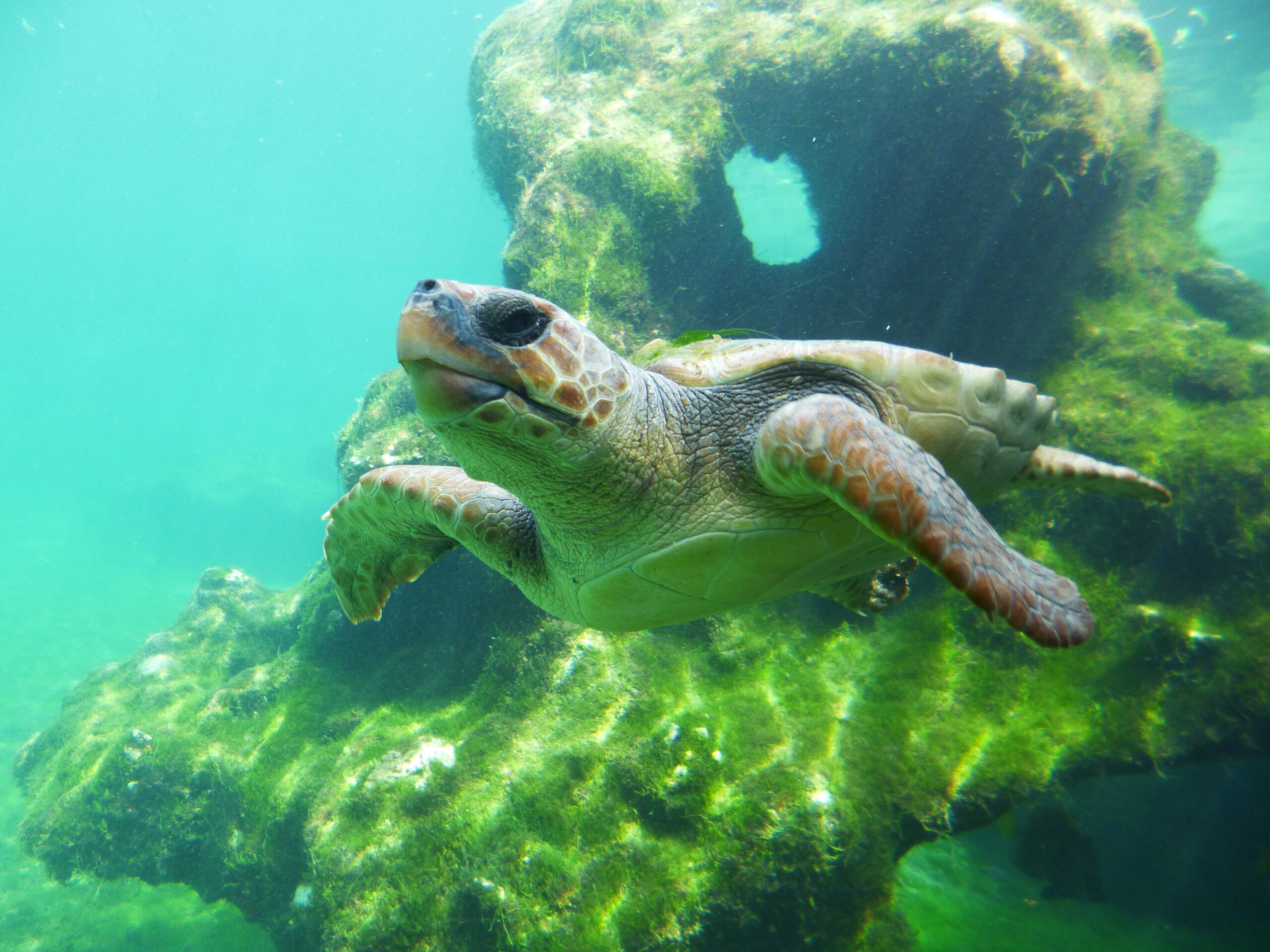 Tortue verte de La Reunion